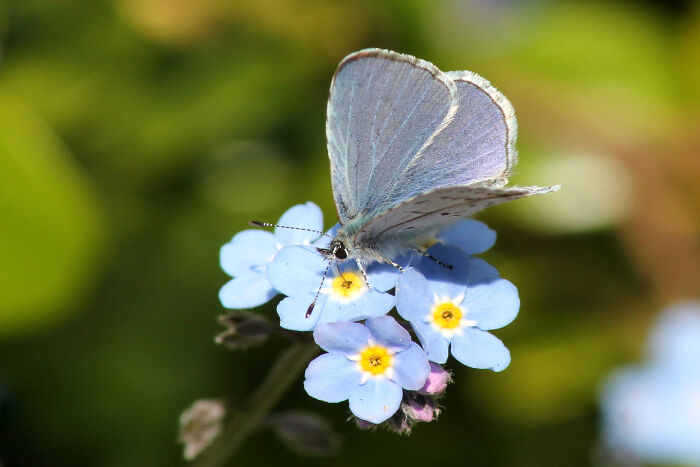 forget-me-nots