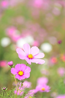 pink daisy