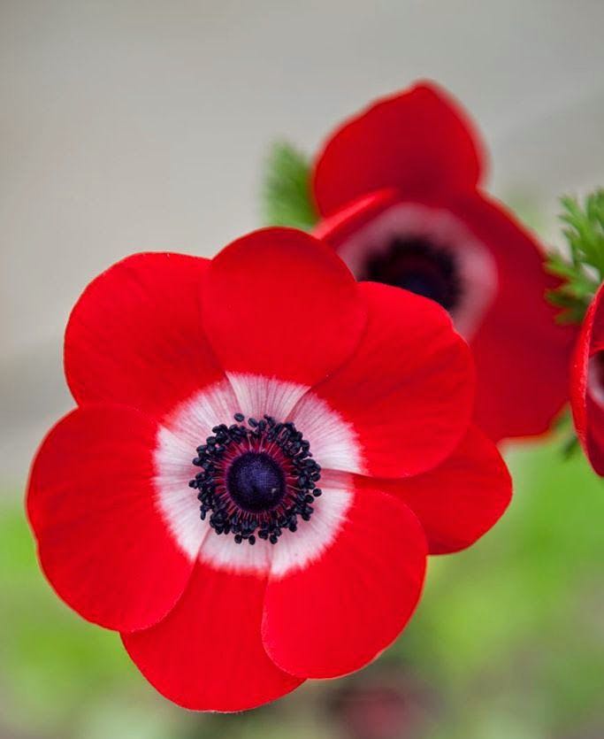 a red flower with seeds