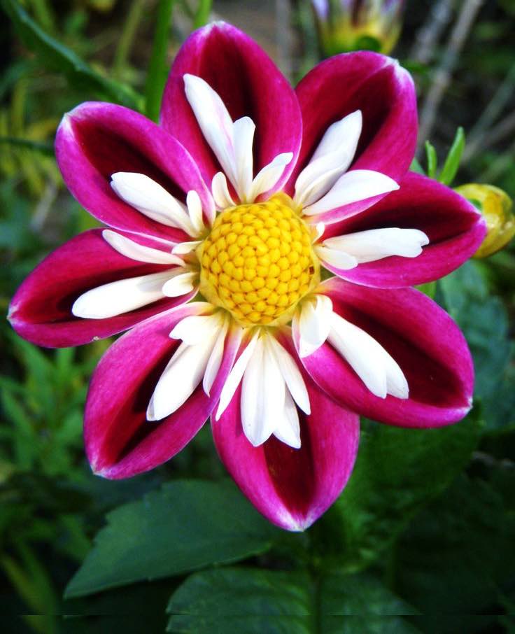 a brilliant red flower